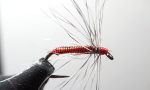 lil-easy-wrong-hackle