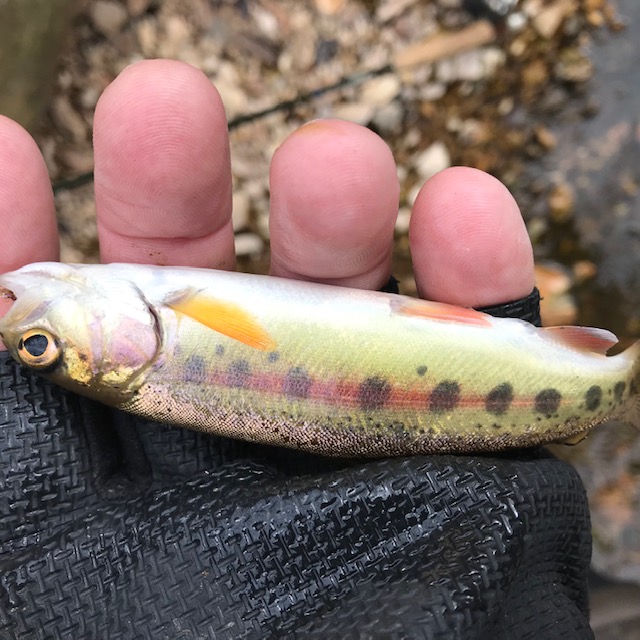 Crane Creek Fishing by Mike Kidd Missouri Trout Fisherman's