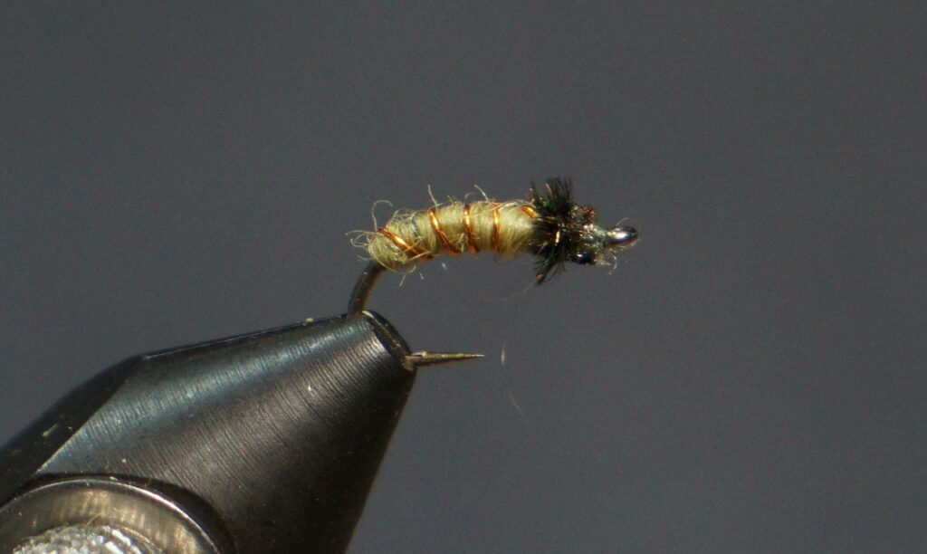 Caddisflies Missouri Trout Fisherman's Association Springfield Chapter